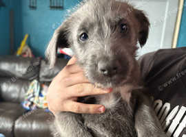 2 female whippet x lurcher pups