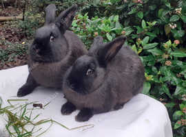 Fully vaccinated purebred young Sable rabbits - ready now!