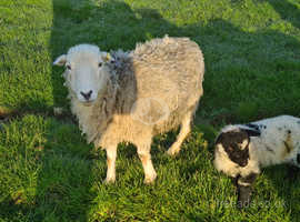 Herdwick ewe with Valais Black Nose ewe lambs