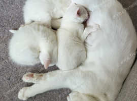 Gorgeous white kittens