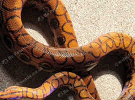 CB22 Female Brazilian Rainbow Boa