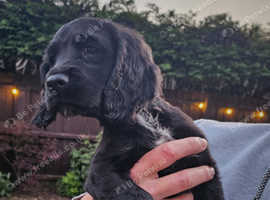 Working Cocker Spaniels KC Reg