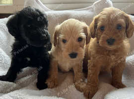 Schnoodle girls available