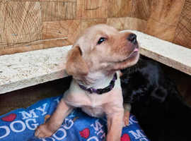 READY TO LEAVE KC registered Labrador Puppies 3 adorable chunky Black boy left
