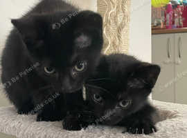 Cute fluffy kittens Oldbury