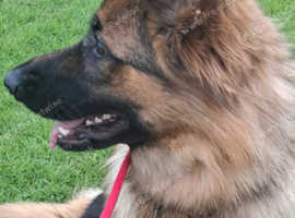 Stunning German sheppard bitch