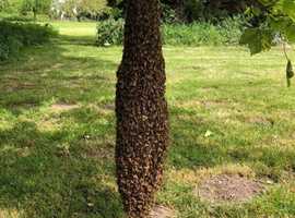 FREE Honey Bee Swarm Removal