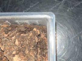 Tarantulas