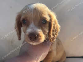 Spaniel puppies