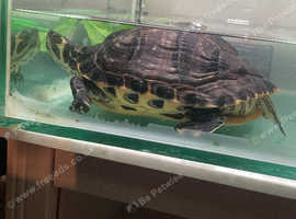 2 yellow belly terrapin