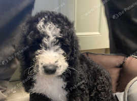 Spanish water dog puppy