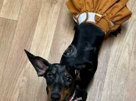 Miniature dachshund for cheap sale north east