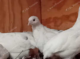 Chinese painted quail