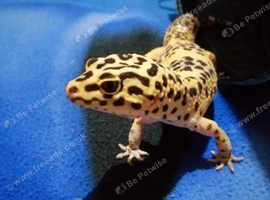 Beautiful male leopard gecko.
