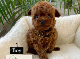 Top Exquisite adorable Asian teacup deep red toy poodles
