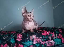 Bambino sphynx female kitten cat