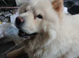 chow ch0w for sale