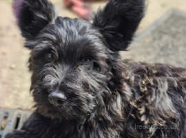 Skye Terrier kc registered Puppies Vaccinated