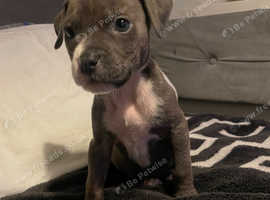 Presa canario