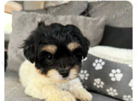 Beautiful   cavachons