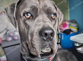 Cane corso