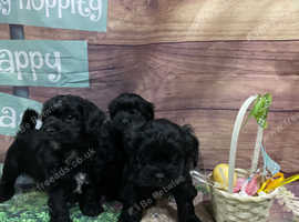 Lhasa Apso x Toy Poodle (Lhasapoo)