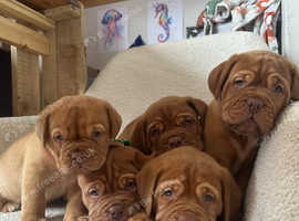 Pedigree Dogue De Bordeaux Puppies