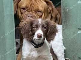Springer spaniel