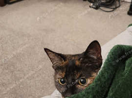 Tortoiseshell female