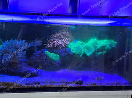 6ft marine fish tank