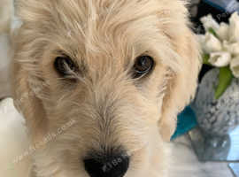 Puppy