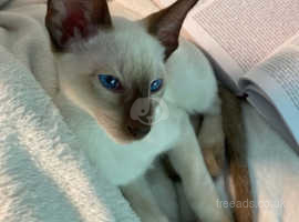 Siamese kittens sales for sale yorkshire