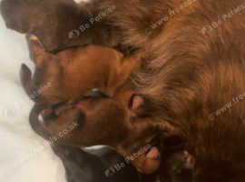 Beautiful Cairn Terrier x Jack Russell puppies