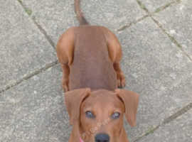 5month old Male for sale