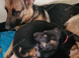 German Shepherd puppies for sale