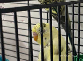 2 Budgies (17 weeks old) with cage and accessories