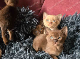 Six adorable pure Burmese pedigree fluffballs are seeking a place to call their own