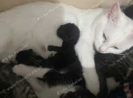 No tail heathy black kitten ( rare )