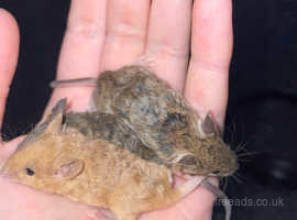 Astrex (curly coat) mice for sale