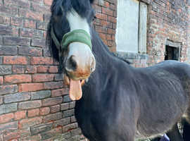 Basil 15.1h gelding 2yo