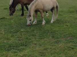 Welsh section A ponies for sale