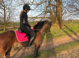 13.3hh 9 yes Welsh X Connie mare for sale