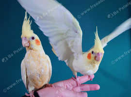 Hand reared silly tame DNA sexed baby cockatiels