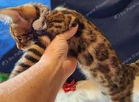 We have 5 gorgeous Bengal kittens available