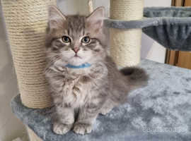 Purebred siberian kittens sales for sale