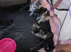 4 kittens