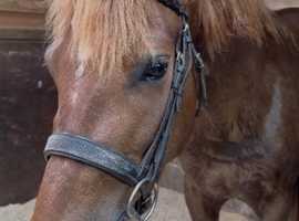 Exceptional 3yo (2022) Fully Registered New Forest