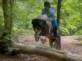 Very pretty 14hh coloured gelding