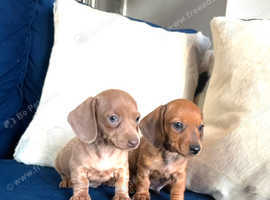 Beautiful miniature dachshund babies