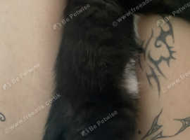 Cute little kitten